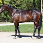 Alternativer Text zum Bild des Pferdes