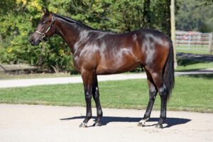 Alternativer Text zum Bild des Pferdes