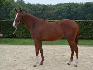 Lot 161 Gold and White (Bahamian Bounty-Genevra)