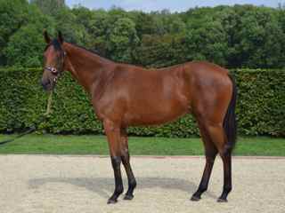 Lot 165 NN (Montjeu-Landia)