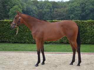Lot 230 Kia Ora (Halling-Kalahari Dancer)