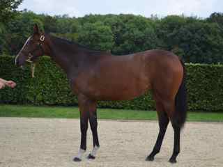 Lot 75 NN (Orpen-Dance or Romance)