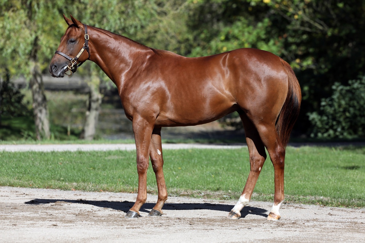 77Rosenreihe17.jpg 77Rosenreihe17.jpg