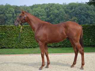 Lot 84 NN (Silvano-Felina)