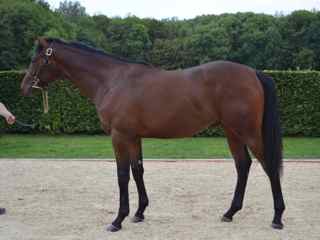 Lot 86 NN (Alhaarth-Firedance)