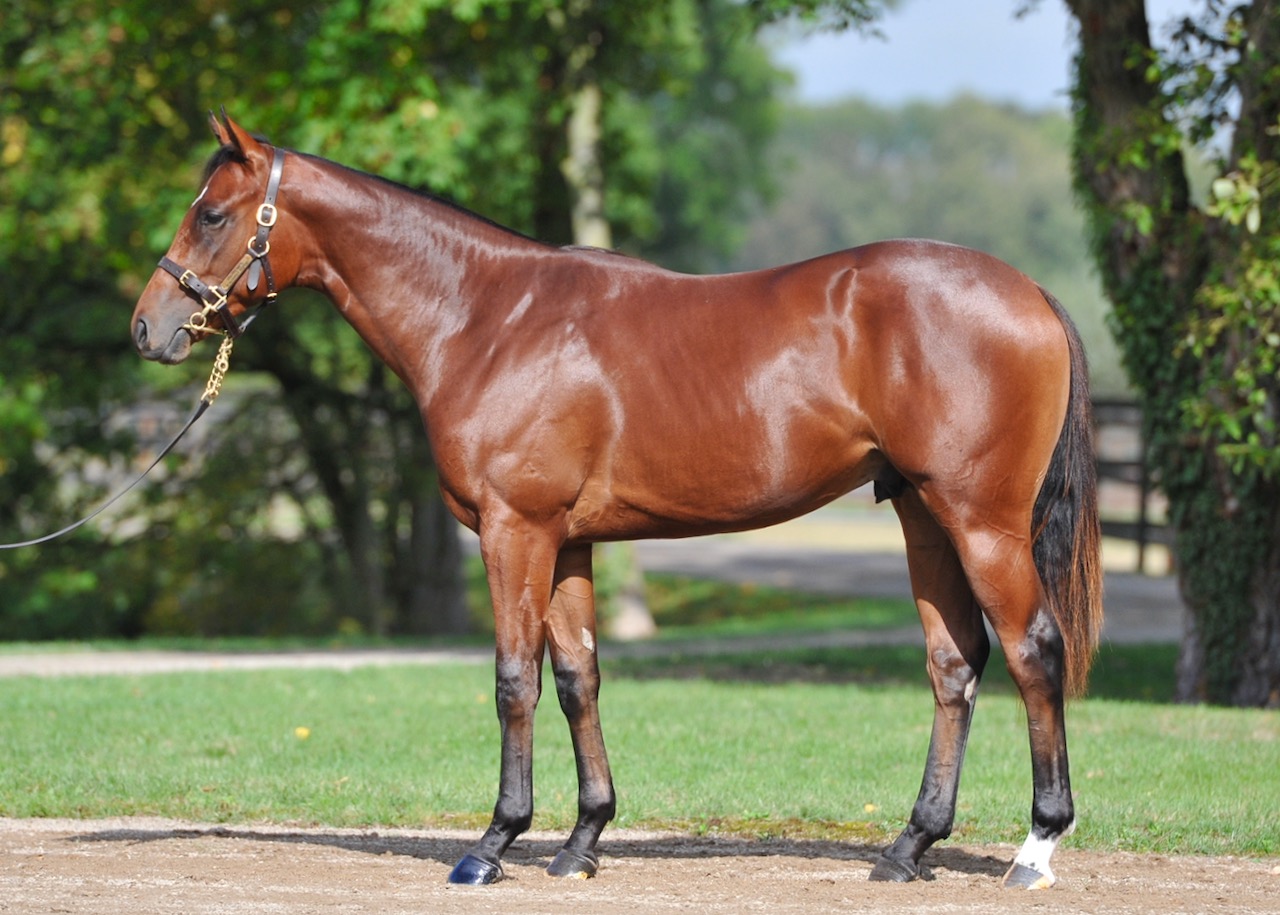 BaldelaRose18.jpg BaldelaRose18.jpg