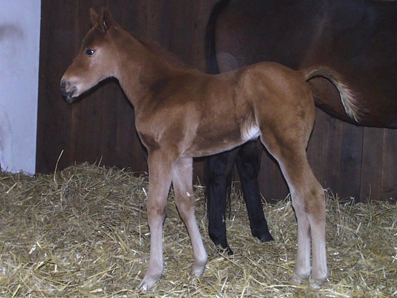 Calrissian1.jpg Calrissian1.jpg