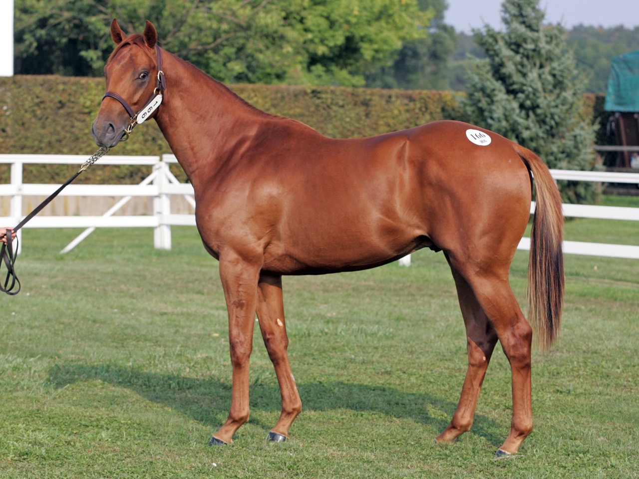 Calrissian4.jpg Calrissian4.jpg