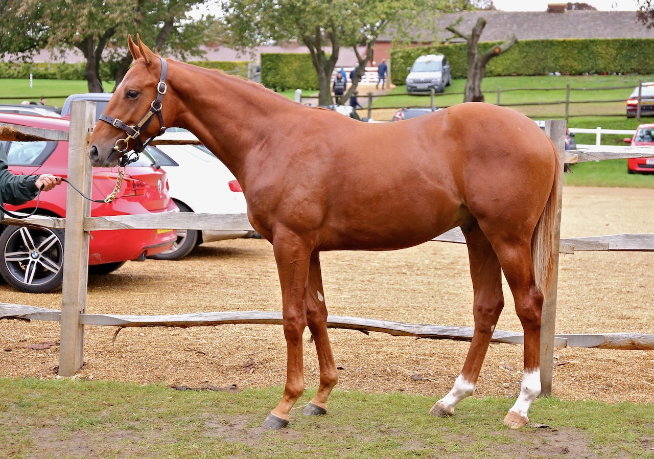 Crossanza18.jpg Crossanza18.jpg