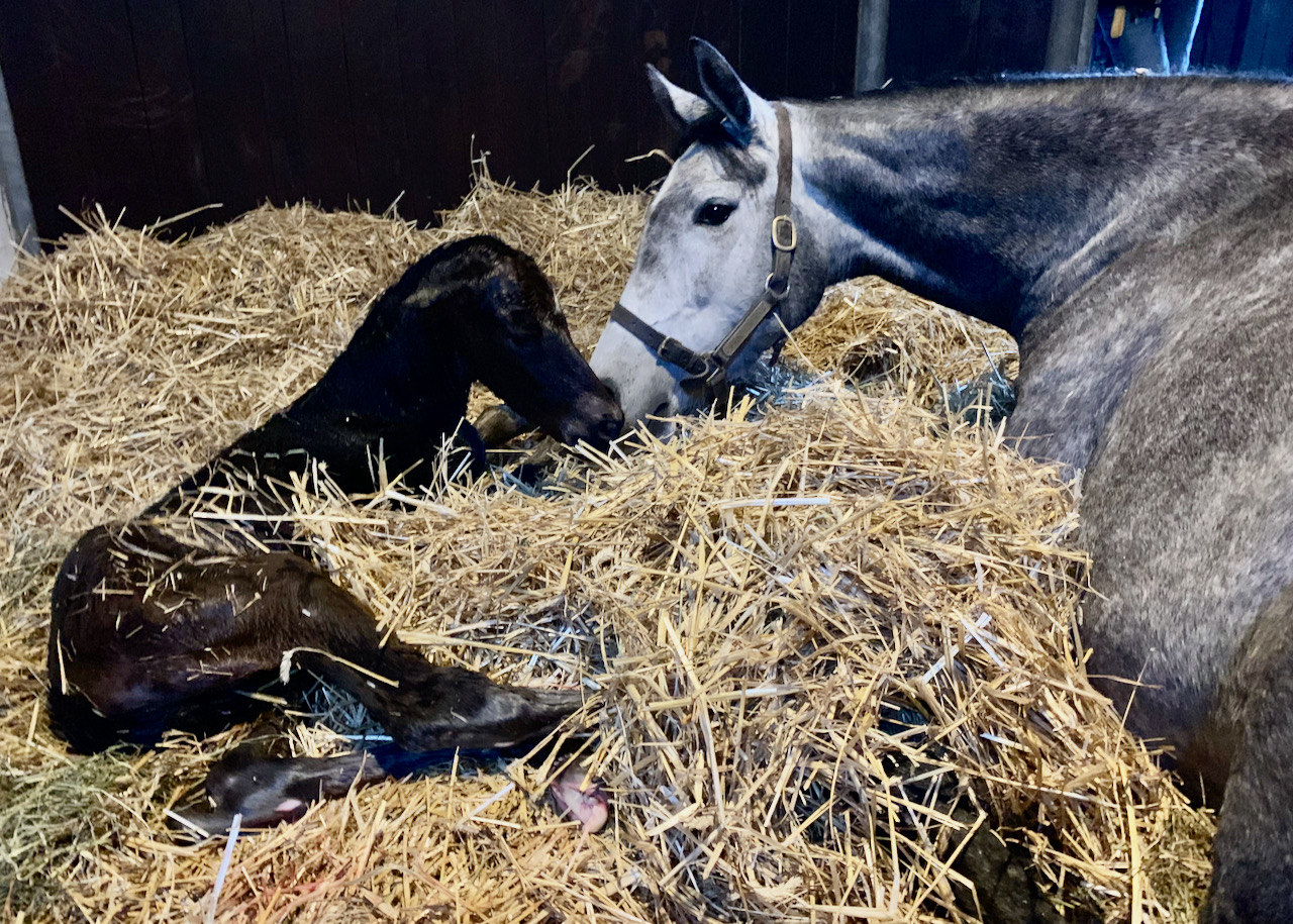 frangipani191.jpg frangipani191.jpg