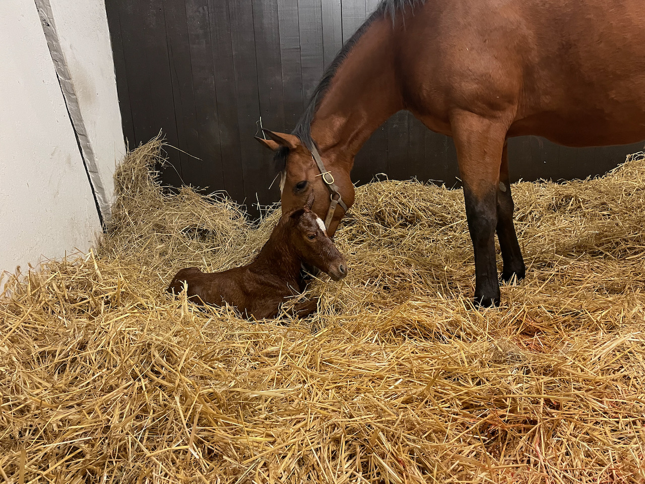 Gaja231.jpg Gaja231.jpg