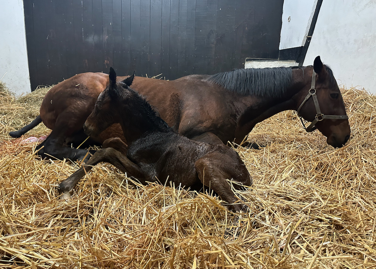 GoldenWhip241.jpg GoldenWhip241.jpg