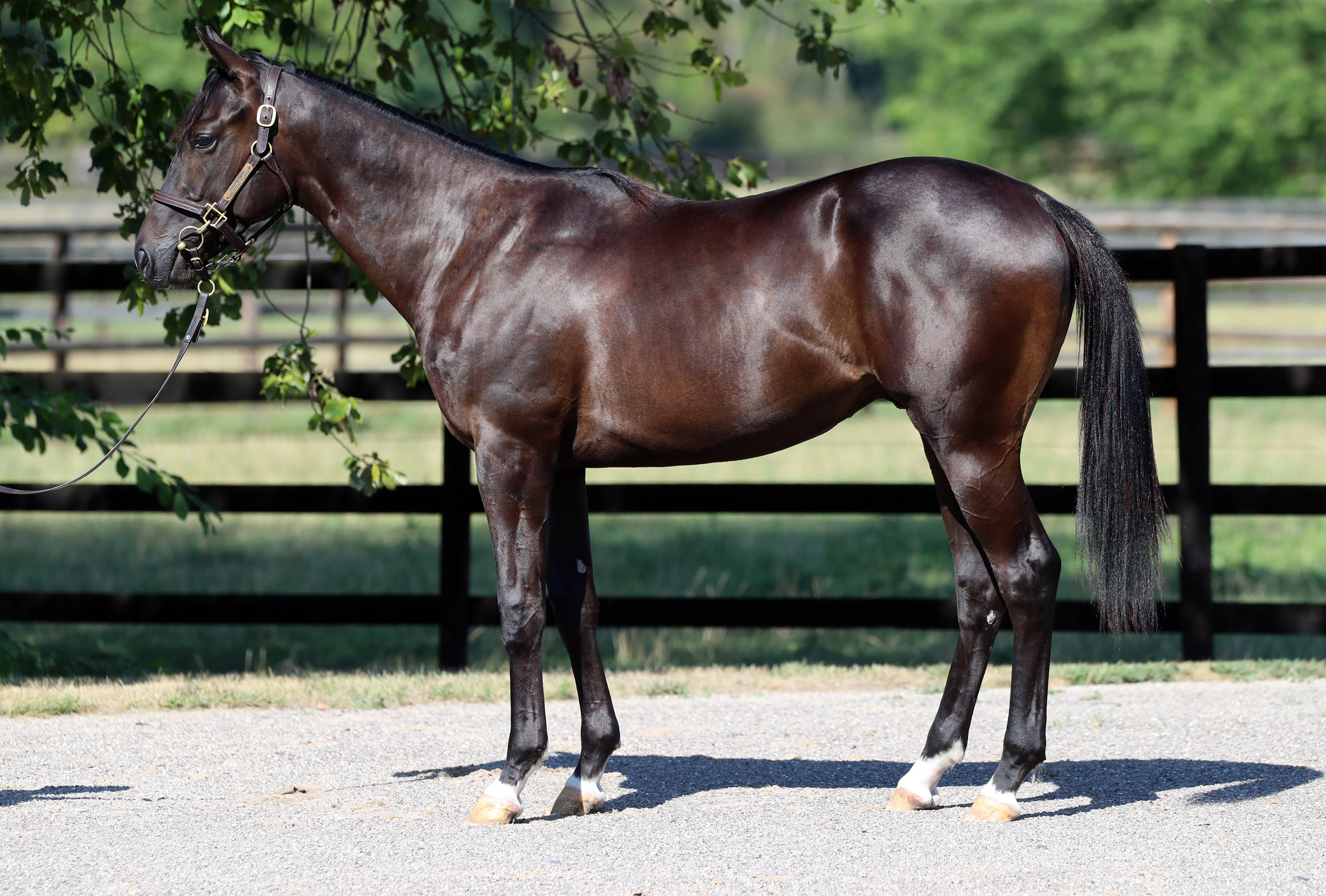 Lot-209-ex-Westfalica.jpg Lot-209-ex-Westfalica.jpg