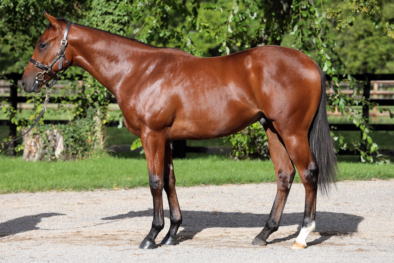 Lot-251-ex-Tesoro.jpeg Lot-251-ex-Tesoro.jpeg