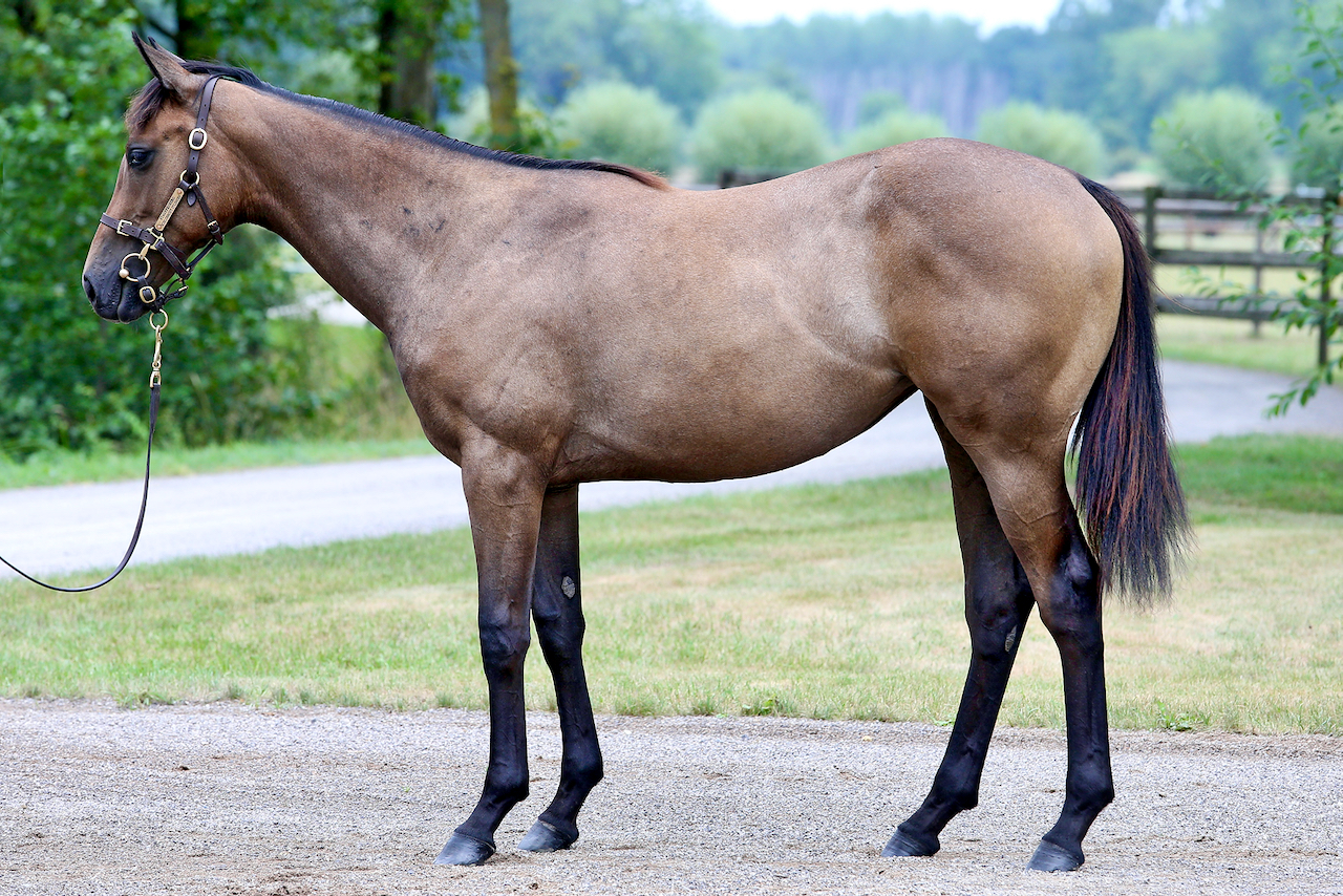 Lot-258-ex-Dubai-Power.jpg Lot-258-ex-Dubai-Power.jpg