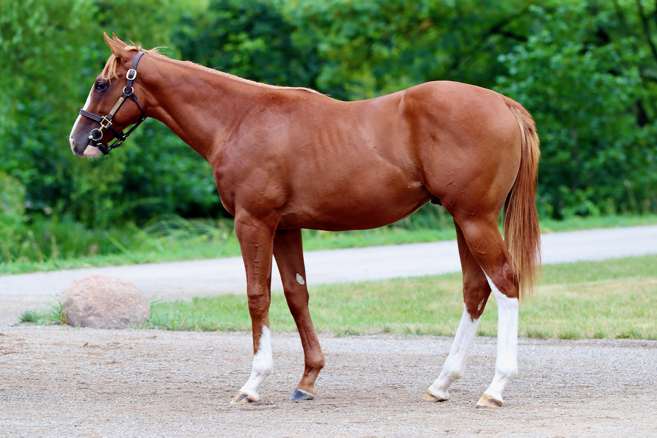 Lot-305-ex-Hypothetically.jpg Lot-305-ex-Hypothetically.jpg