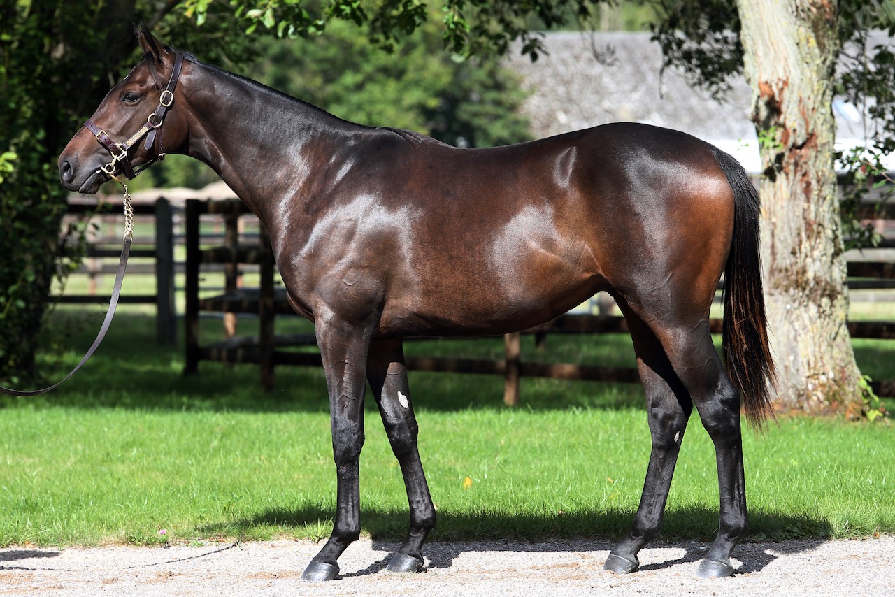 Lot-339-ex-AMorella.jpeg Lot-339-ex-AMorella.jpeg