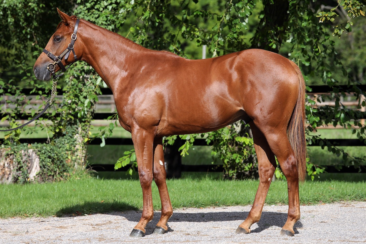 Lot-465-ex-Empress-Consort.jpeg Lot-465-ex-Empress-Consort.jpeg