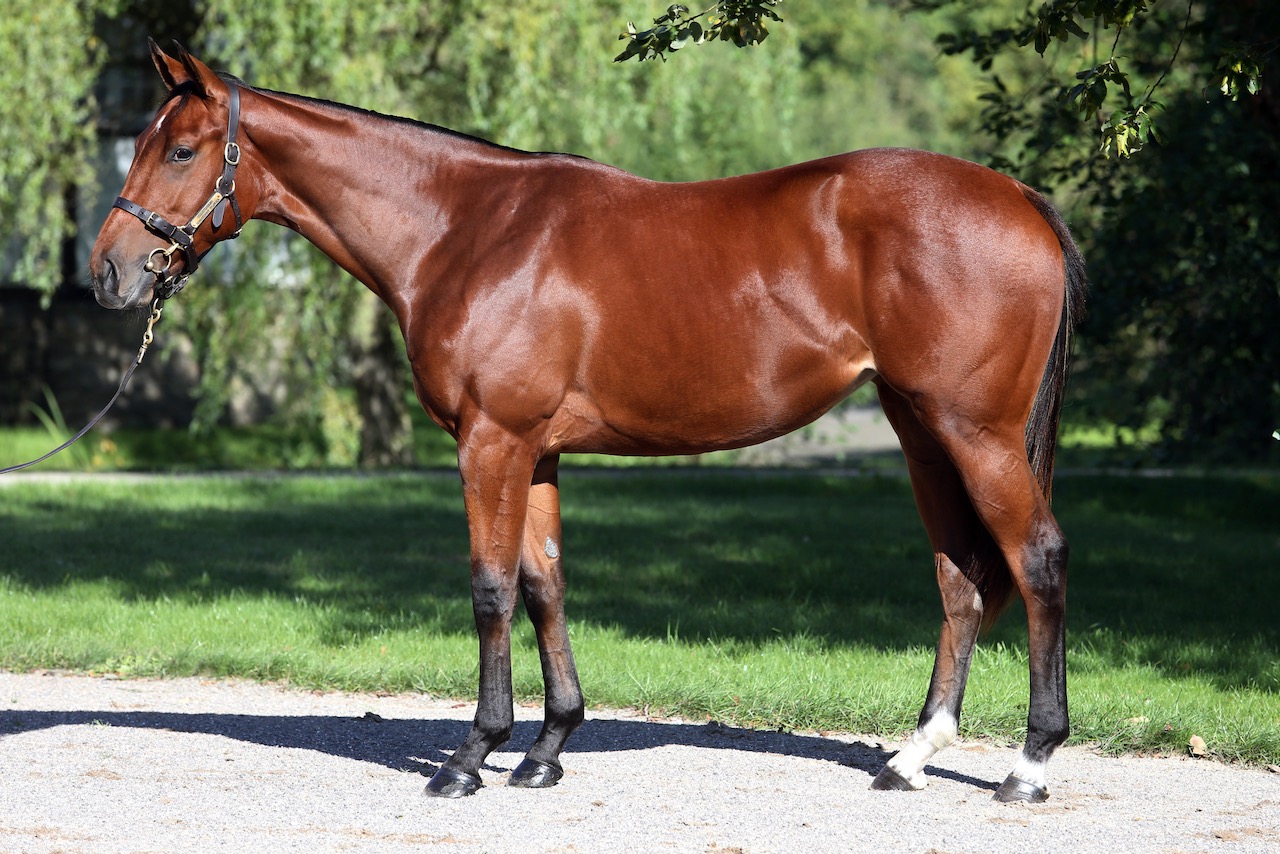 Lot-484-ex-Flying-Fairies.jpeg Lot-484-ex-Flying-Fairies.jpeg