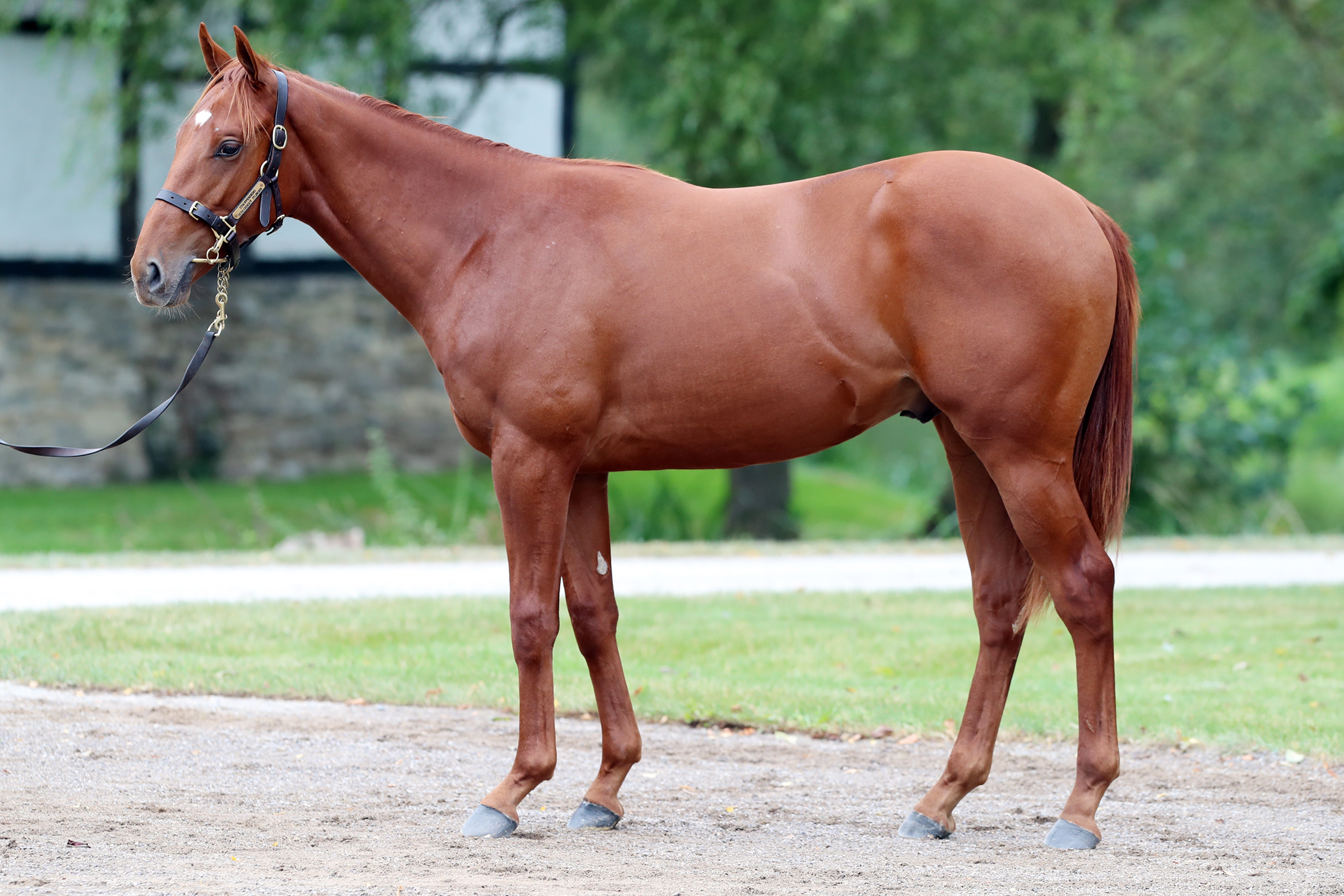 Lot-746-ex-Miss-Germany.jpg Lot-746-ex-Miss-Germany.jpg