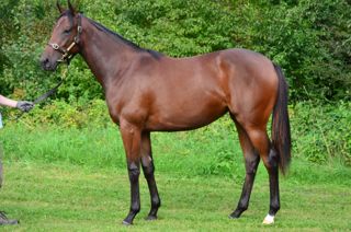 Lot205ViaMedicikl.jpg Lot205ViaMedicikl.jpg