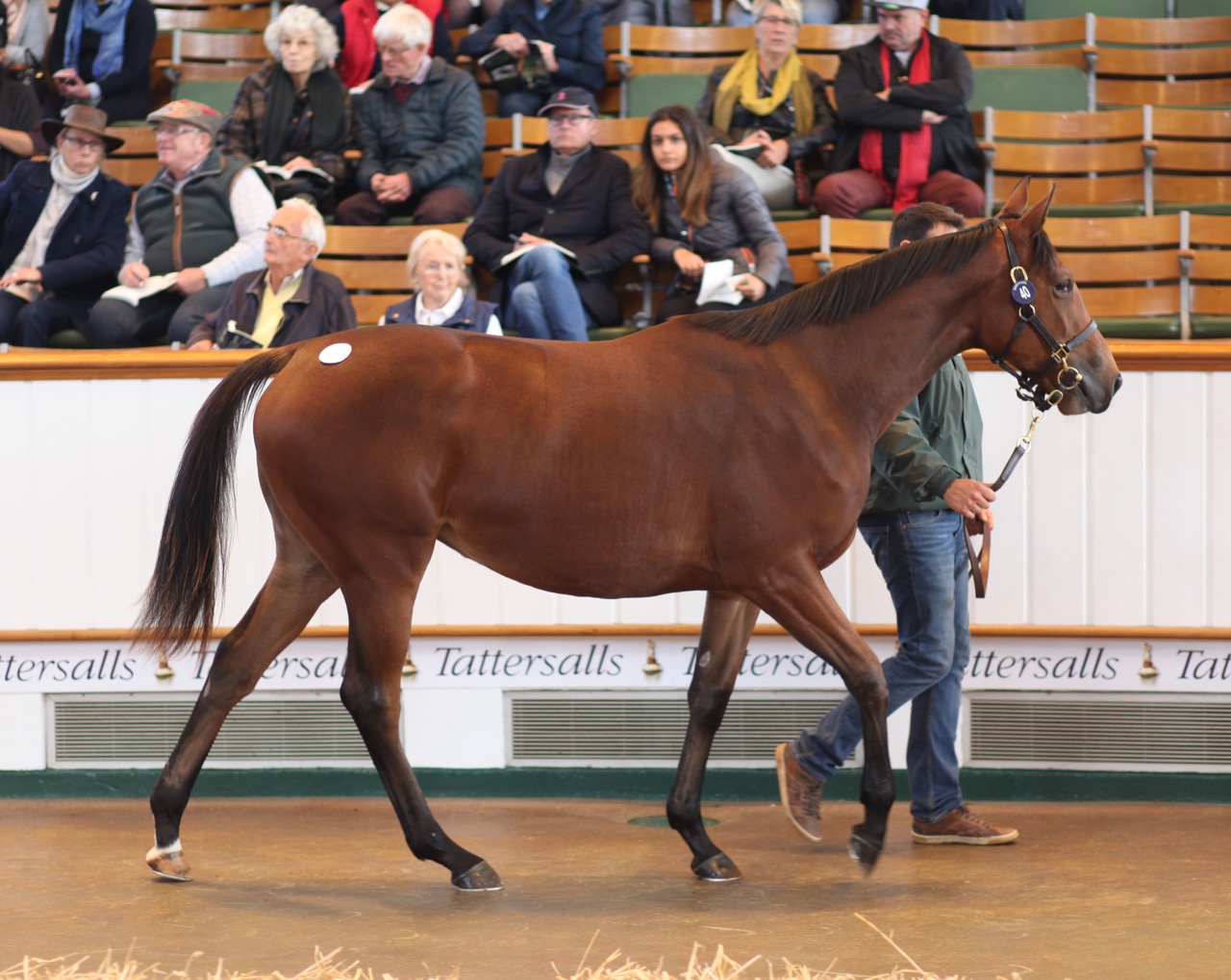 "Lot%2040%20Lady%20Springbank.jpg"