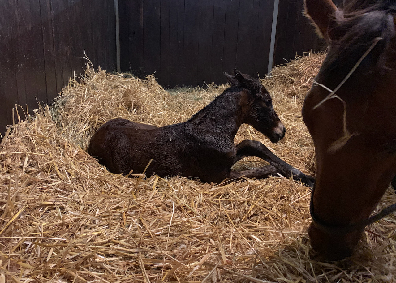 queensberry191.jpg queensberry191.jpg