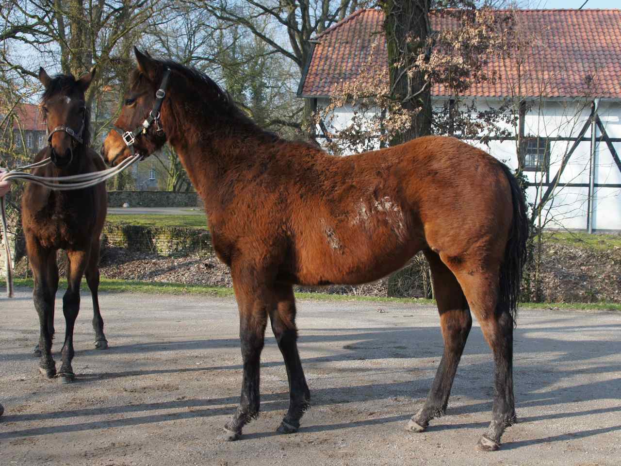 Severus.jpg Severus.jpg