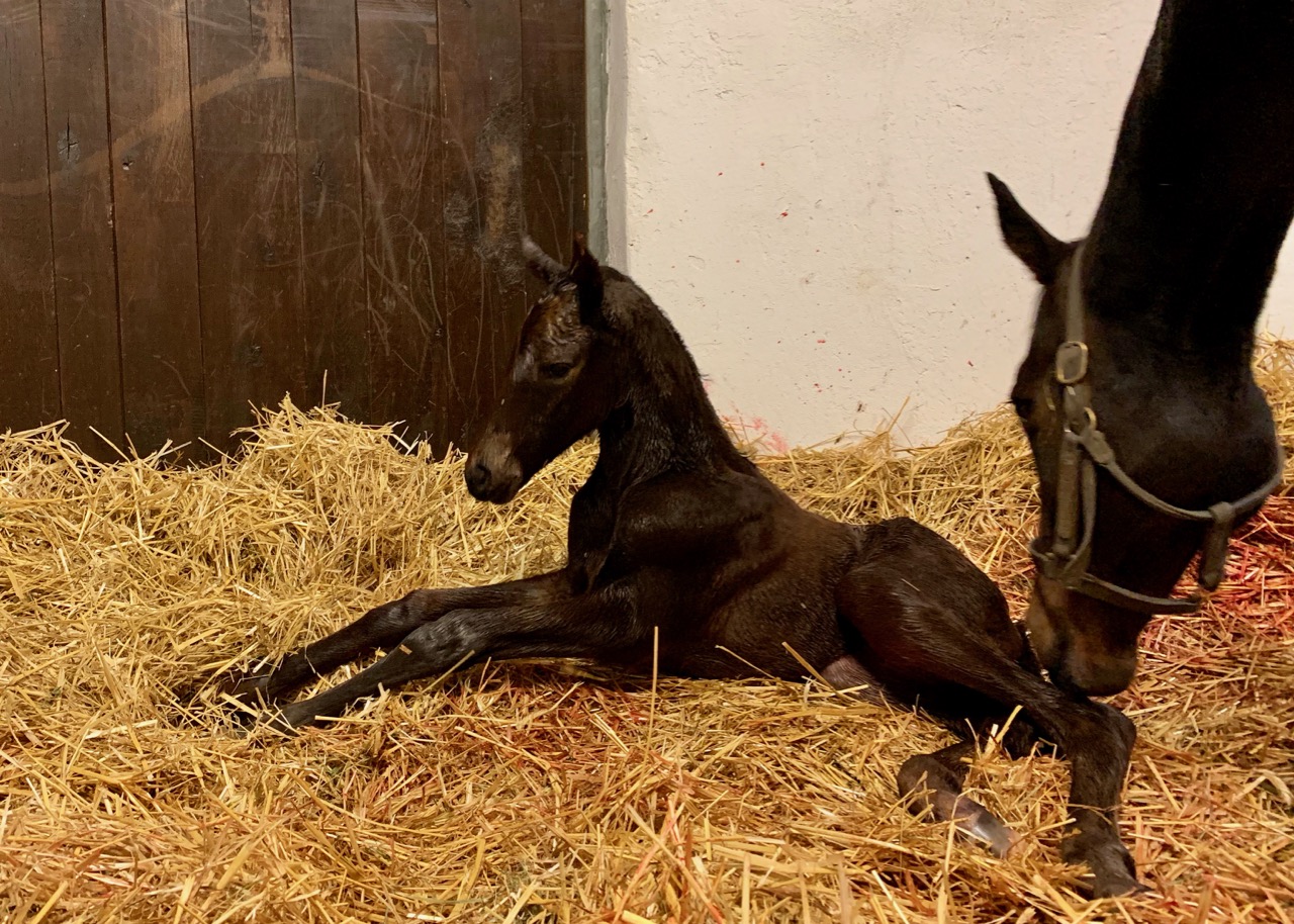 laduchesse1.jpg laduchesse1.jpg