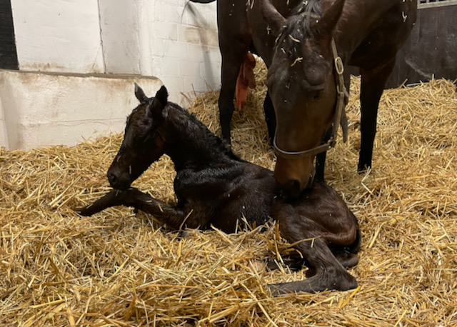 lareinenoir211.jpg lareinenoir211.jpg